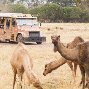 Veranstaltung: Werribee Open Range Zoo: Entry Ticket, Werribee Open Range Zoo in Werribee South