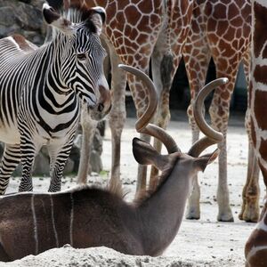 Veranstaltung: Artis Amsterdam Royal Zoo & Groote Museum: Skip-the-Line Entry Ticket, Artis Dierentuin in amsterdam