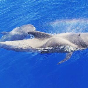 Veranstaltung: Tenerife: Excursión de 4,5 horas a Masca y Los Gigantes para avistar ballenas y delfines, Tenerife Sailing Tours in Costa Adeje