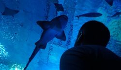 Veranstaltung: Acuario de Sevilla: Entrada, Seville Aquarium in Seville