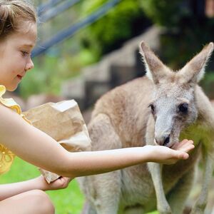 Veranstaltung: Australian Reptile Park: Entry Ticket, Australian Reptile Park in Somersby