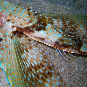 Veranstaltung: 2 Days Diving (4 Dives) with a Professional Instructor in Gozo, Blue waters dive cove diving centre in Qala