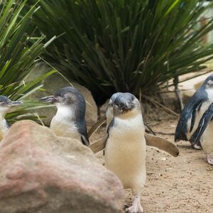 Veranstaltung: Phillip Island Penguin Parade and Maru Park Animal Sanctuary, Penguin Parade in Summerlands