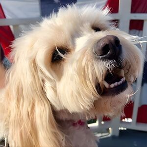 Veranstaltung: Dog Day of Summer Harbor Cruise in Boston, 60 Rowes Wharf in Boston