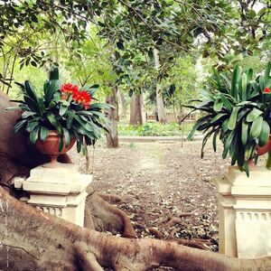 Veranstaltung: Orto Botanico di Palermo: Biglietto d'ingresso, Palermo Botanical Garden in Palermo