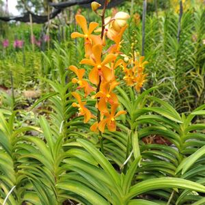 Veranstaltung: Singapore National Orchid Garden Tickets, National Orchid Gardens in Singapore