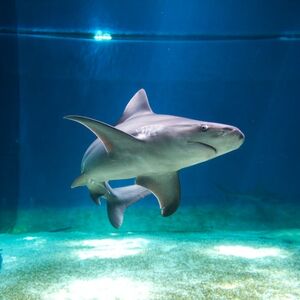 Veranstaltung: Acquario di Genova: Ingresso tardivo + aperitivo genovese, Acquario di Genova in Genova