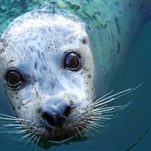 Veranstaltung: Seattle Aquarium: Entry Ticket, Seattle Aquarium in Seattle