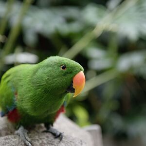 Veranstaltung: Victoria Butterfly Gardens, Victoria Butterfly Gardens in Brentwood Bay