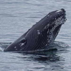 Veranstaltung: Whale Watching: Whales of Iceland Entry + RIB Boat Tour from Reykjavik, Iceland Whale Watching in Reykjavík