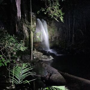 Veranstaltung: Nocturnal Evening Rainforest & Glow Worm Tour from Gold Coast, Day Trips from Gold Coast in Natural Bridge