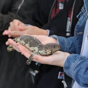 Veranstaltung: Gorge Wildlife Park: Entry Ticket, Gorge Wildlife Park in Adelaide