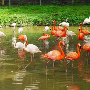 Veranstaltung: Zoo Negara Malaysia: Admission Ticket & Panda Conservation Centre Entry, Zoo Negara in Ampang