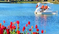 Veranstaltung: Los Angeles Echo Park: Swan Boats Rental, Go City: Los Angeles Passes in Los Angeles