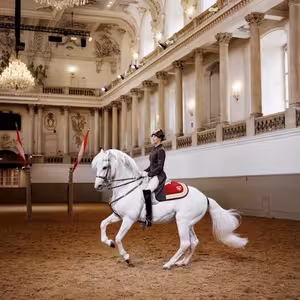 Veranstaltung: Lipizzaner Performance at the Spanish Riding School, Spanish Riding School in Vienna