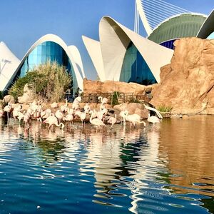 Veranstaltung: Oceanogràfic y Museo de las Ciencias: Entrada, Oceanogràfic in valencia