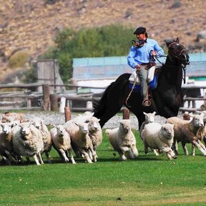 Veranstaltung: Estancia 25 de Mayo: Guided Tour + Dinner + Roundtrip Transfer from El Calafate, Day Trips from El Calafate in El Calafate