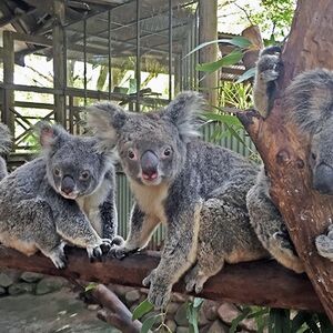 Veranstaltung: Kuranda Rainforestation with Skyrail Rainforest Cable, Day Trips from Cairns in Cairns