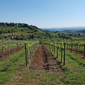 Veranstaltung: San Gimignano: Visita guidata ai vigneti + degustazione di vini + pranzo, Siena Wine Tasting in Siena