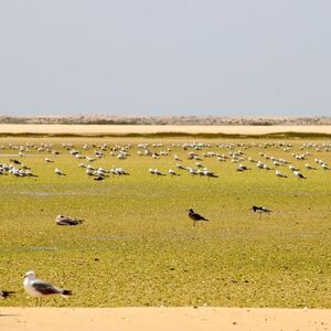 Veranstaltung: Passeio de barco às ilhas Deserta e Farol na Ria Formosa, Faro Cruises in Faro