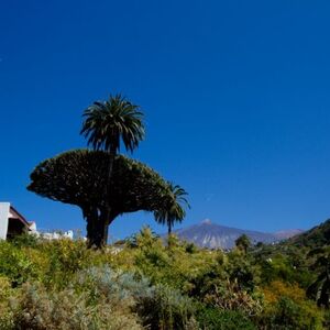 Veranstaltung: Parque del Drago Milenario y jardines botánicos, Parque del Drago in Icod de los Vinos