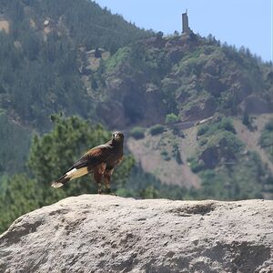 Veranstaltung: Colorado Springs Hands-On Falconry Class and Demonstration, 6 Lake Ave in Colorado Springs