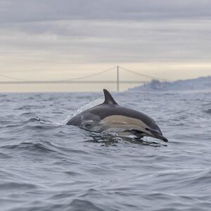 Veranstaltung: Observação de golfinhos desde Lisboa, Lisbon Dolphin watching in Lisbon