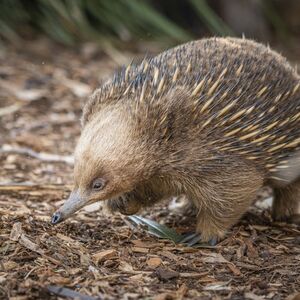 Veranstaltung: Bonorong Wildlife Sanctuary: Entry Ticket, Bonorong Wildlife Sanctuary in Brighton