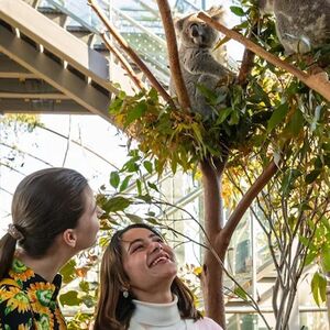 Veranstaltung: Wild Life Sydney: Breakfast with the Koalas, WILD LIFE Sydney zoo in Sydney