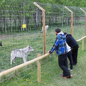 Veranstaltung: Yamnuska Wolfdog Sanctuary, Yamnuska Wolfdog Sanctuary in Cochrane