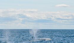 Veranstaltung: Boston Harbor Whale Watch Cruise, Boston Cruises in Boston