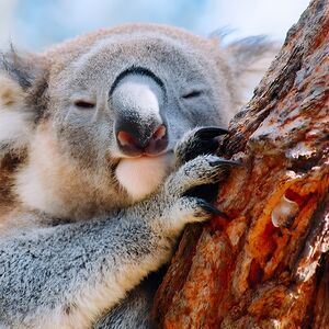 Veranstaltung: Wildlife, Waterfalls and Wine Day Tour from Sydney, Sydney in sydney