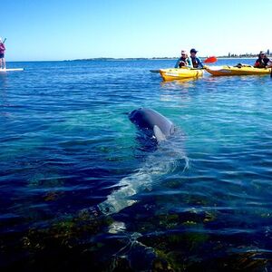 Veranstaltung: Penguin and Seal Islands Sea Kayaking Experience, Perth Wildlife Encounters in Shoalwater