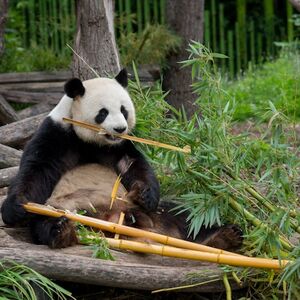 Veranstaltung: Tierpark Hellabrunn: Ticket mit Schnelleintritt + Hin- und Rücktransfer von München, Hellabrunn Zoo in Munich