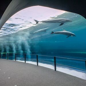 Veranstaltung: Acquario di Genova: Biglietto d'ingresso + Pranzo o Colazione, Aquarium of Genoa in Genoa