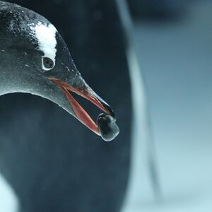 Veranstaltung: SEA LIFE Kelly Tarlton's Aquarium: Skip The Line Ticket, SEA LIFE Kelly Tarlton's Aquarium in Auckland