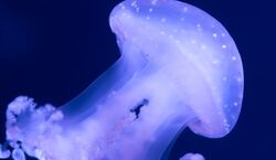 Veranstaltung: Aquarium de Paris : Pass annuel, Aquarium de Paris in Paris