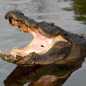 Veranstaltung: Gatorland Orlando: Screamin' Gator Zip Line, Gatorland Orlando in Orlando