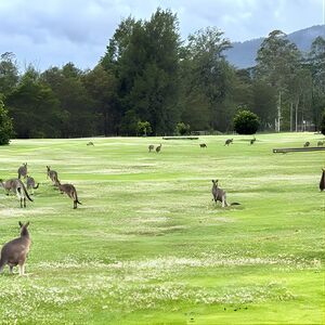 Veranstaltung: Wild Wombat and Kangaroo Day Tour from Sydney, 22 Railway Colonnade Dr in Haymarket