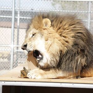 Veranstaltung: Lion Habitat Ranch Admission Ticket, Lion Habitat Ranch in Henderson