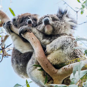 Veranstaltung: Great Ocean Road and 12 Apostles Day Trip from Melbourne, Port Campbell National Park in Port Campbell