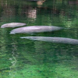 Veranstaltung: St. Johns River Nature Cruise at Blue Spring State Park, 2100 W French Ave in Daytona