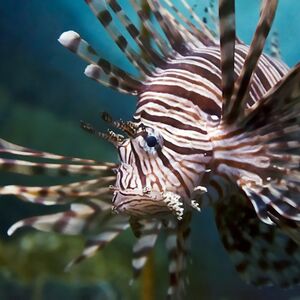 Veranstaltung: Aquarium d'Oniria : Billet d'entrée, Oniria Aquarium in Canet-en-Roussillon