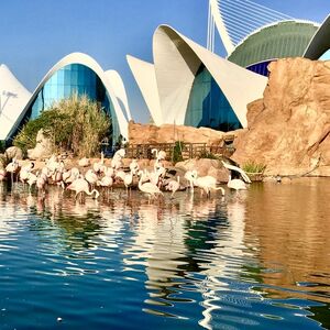 Veranstaltung: Oceanogràfic y Museo de las Ciencias: entrada sin colas, Oceanogràfic in valencia