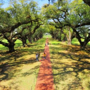 Veranstaltung: Oak Alley Plantation: Tour from New Orleans, Oak Alley Plantation in Vacherie