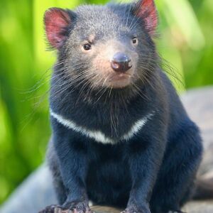 Veranstaltung: Australian Reptile Park: Entry Ticket, Australian Reptile Park in Somersby