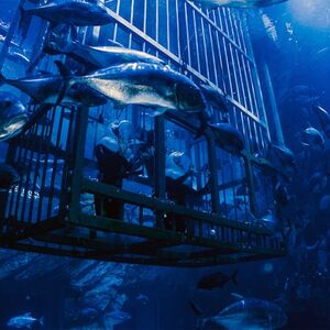 Veranstaltung: Dubai Aquarium & Underwater Zoo: Explorer Experience, Dubai Aquarium & Underwater Zoo in Dubai