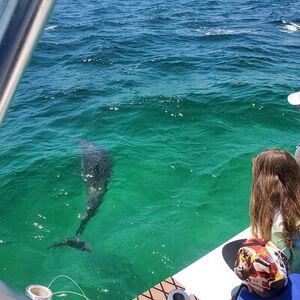 Veranstaltung: Dolphin Tour & Inshore Fishing Adventure (Flowing Water Charters), 600 Harbor Blvd in Destin