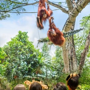 Veranstaltung: Singapore Zoo: Entry Ticket, Singapore Zoo in Singapore