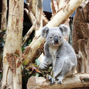 Veranstaltung: Zoo Leipzig + Tageskarte "Leipzig (Zone 110)", Zoo Leipzig in Leipzig